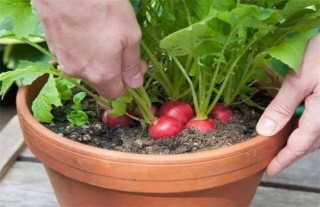 盆栽蔬菜怎么种植,第3图