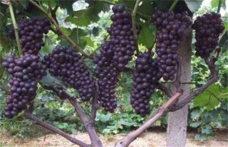 夏黑葡萄种植管理技术,第1图