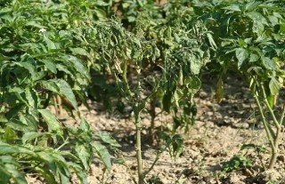 辣椒种植的病虫害图片及防治方法,第2图