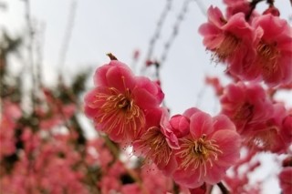 南京适合养什么花，市花和市树是什么,第3图