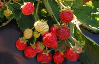 草莓无土栽培技术(3),第2图