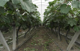 葡萄的栽培技术要点,第3图