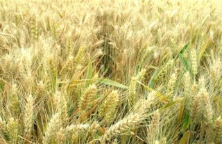 小麦种植的注意事项,第7图
