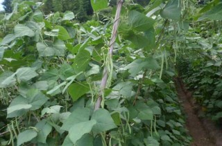 四季豆的种植条件,第5图