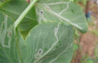 豌豆常见病虫害防治方法,第5图