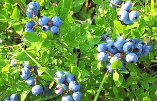 盆栽蓝莓的种植方法,第2图