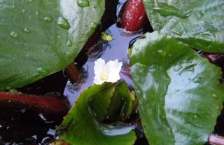 菱角的种植方法和时间,第4图