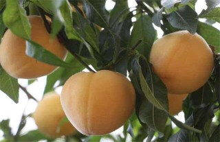 常见的桃子品种有哪些,第5图