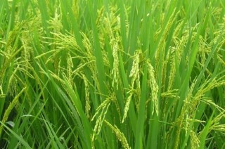 水稻种植过程中叶尖枯病防治措施,第1图