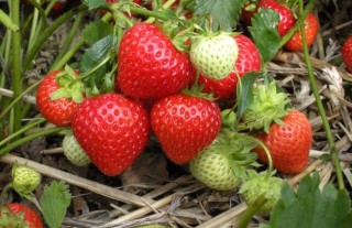 草莓无土栽培技术(2),第3图