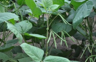 绿豆的种植方法与时间,第5图