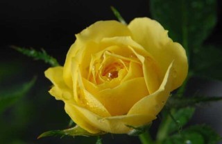 黄玫瑰花语是什么？,第2图