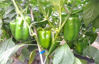 甜椒的种植时间与方法,第4图