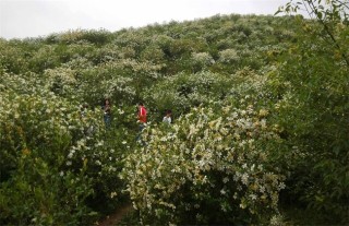 栀子花生长对环境条件的要求,第5图