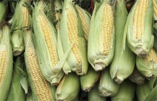 甜玉米的种植技术,第4图