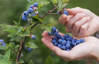 蓝莓肥害是什么原因,第1图