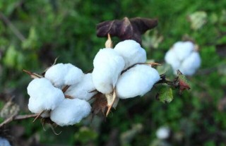 棉花苗期管理技术要点,第5图