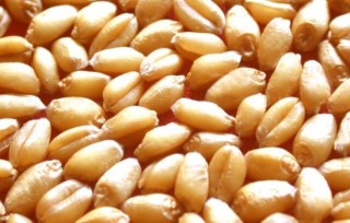 如何对小麦种子的优劣进行鉴别 ,第1图