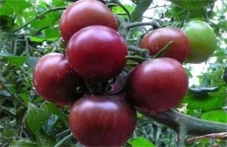 黑番茄的种植方法,第5图