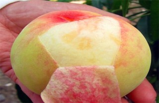 常见的桃子品种有哪些,第6图