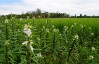 芝麻苗期管理重点,第2图