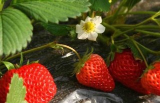 草莓种子的种植方法,第2图