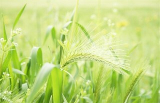 种植小麦深耕的优点,第4图