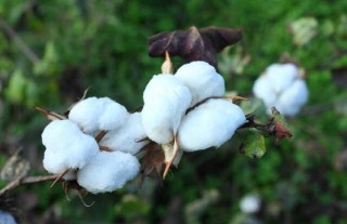 高产棉花品种有哪些？,第5图