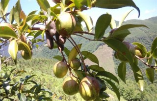 油茶树的种植方法,第3图