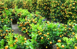 盆栽橘子树怎么养？(2),第4图