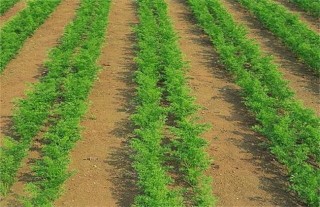 春季萝卜高产栽培技术,第1图
