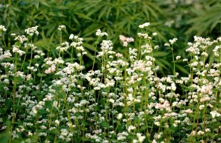 荞麦如何种植才能高产,第1图