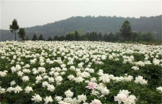 白芍的种植前景,第1图