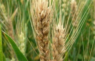 小麦死穗原因及防治措施,第1图