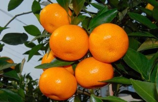 柑橘的园间管理方法,第3图