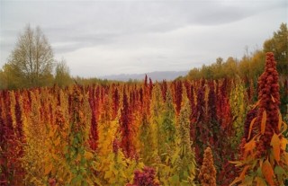 藜麦的种植条件,第4图