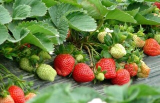 草莓无土栽培技术,第2图
