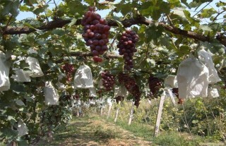 葡萄的栽培技术要点,第5图