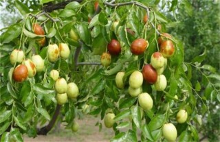 枣树繁殖方法,第5图
