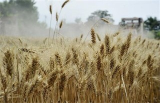 小麦干热风防治措施,第2图