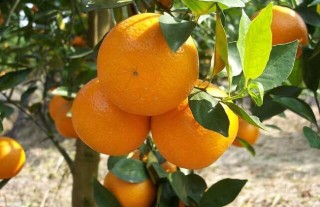 柑橘的产地分布,第4图