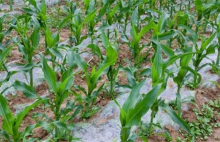 缩短玉米生育期促进其早熟的方法,第1图
