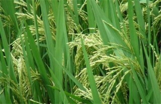 水稻抽穗困难的原因及解决方法,第4图
