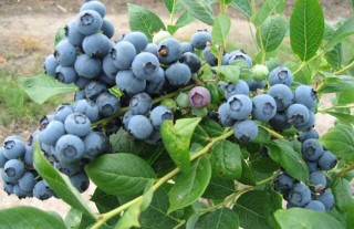 盆栽蓝莓的种植方法,第3图