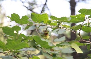 榛子树种植条件,第5图