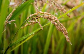 粳米种植技术,第2图