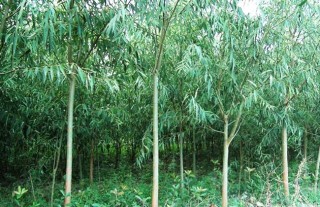 竹柳的种植技术,第3图