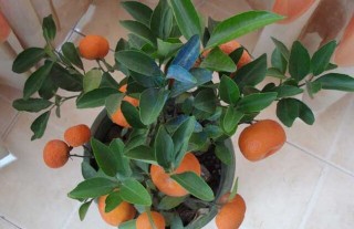 盆栽橘子树怎么养？(2),第2图