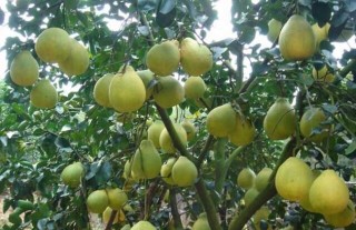 沙田柚种植技术,第2图