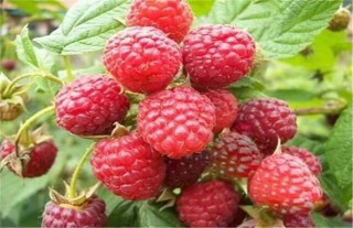 树莓种植管理,第6图